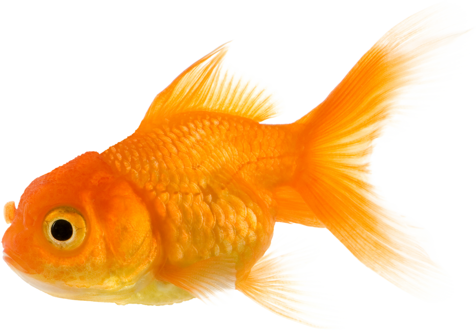 Goldfish